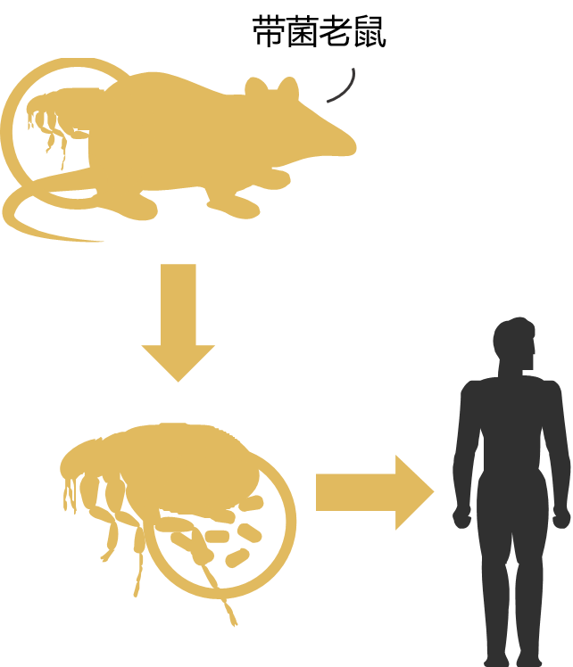 银川确诊1例输入性鼠疫病例(得了鼠疫的人刚开始是什么症状)